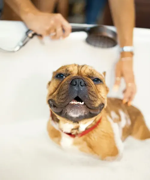 Dog wash